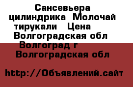 Сансевьера  цилиндрика, Молочай  тирукали › Цена ­ 80 - Волгоградская обл., Волгоград г.  »    . Волгоградская обл.